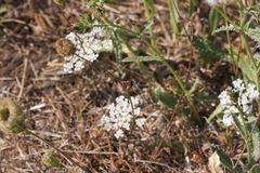 Enallagma carunculatum