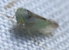 Viridicerus ustulatus