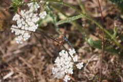 Enallagma carunculatum