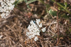 Enallagma carunculatum