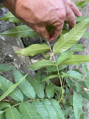 Juglans nigra