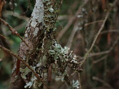 Menegazzia subsimilis