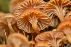 Xeromphalina