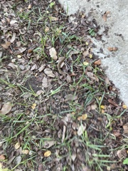 Thamnophis marcianus