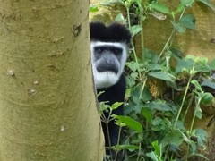 Colobus guereza matschiei
