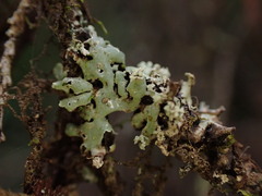 Menegazzia subsimilis