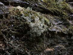 Sphaerophorus tuckermanii