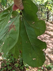 Quercus nigra