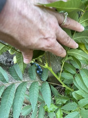Juglans nigra