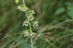 Epipactis
