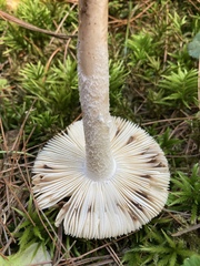 Amanita rhacopus
