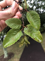 Carpinus turczaninovii