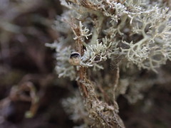 Sphaerophorus tuckermanii