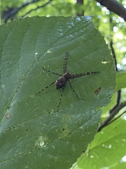 Dolomedes tenebrosus
