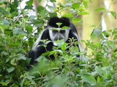 Colobus guereza matschiei