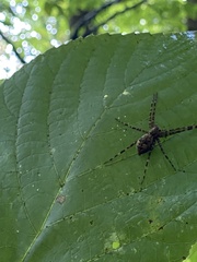 Dolomedes tenebrosus