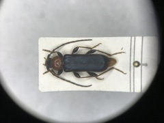 Phymatodes testaceus