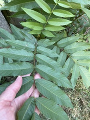 Juglans nigra