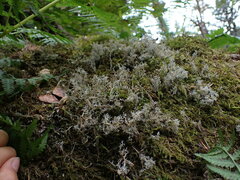 Sphaerophorus tuckermanii