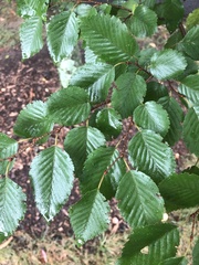 Carpinus turczaninovii