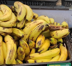 Musa