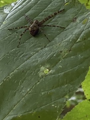 Dolomedes tenebrosus