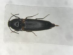 Ampedus protervus