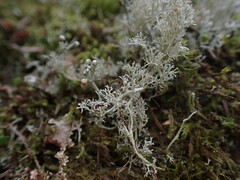 Sphaerophorus tuckermanii