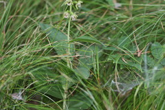 Epipactis