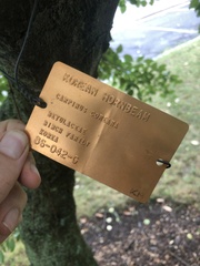 Carpinus turczaninovii