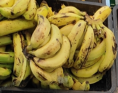 Musa
