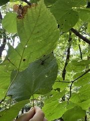 Dolomedes tenebrosus