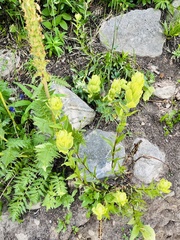Castilleja septentrionalis