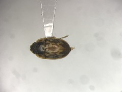 Cryptarcha strigatula