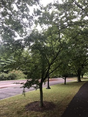 Carpinus turczaninovii