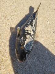 Sphoeroides annulatus