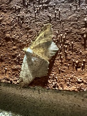 Psamatodes abydata