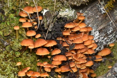 Xeromphalina