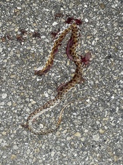 Pantherophis guttatus
