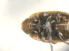 Cryptarcha strigatula