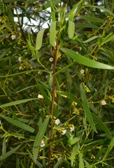 Myoporum montanum