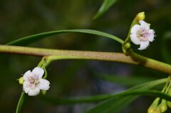 Myoporum montanum