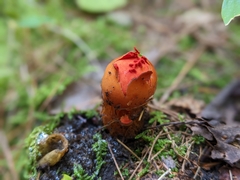 Calostoma cinnabarinum