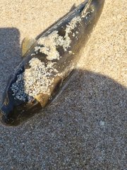 Sphoeroides annulatus