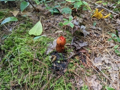 Calostoma cinnabarinum