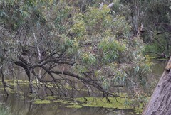 Eucalyptus largiflorens