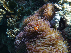 Amphiprion percula