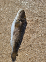 Sphoeroides annulatus