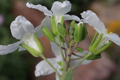 Brassica oleracea