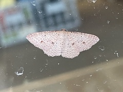 Epicyme rubropunctaria